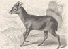 UNGULATES. The goral 1894 old antique vintage print picture
