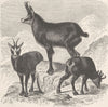 GOATS. The chamois 1894 old antique vintage print picture