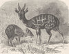 UNGULATES. Male and female guib 1894 old antique vintage print picture