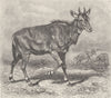UNGULATES. The nilgai 1894 old antique vintage print picture