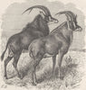 ANTELOPES. Sable antelope & roan 1894 old antique vintage print picture