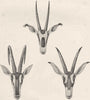ANTELOPES. Sable antelope; fringe-eared oryx; roan 1894 old antique print