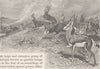 UNGULATES. A Trek of springbok 1894 old antique vintage print picture