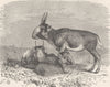 UNGULATES. The Saiga 1894 old antique vintage print picture