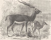 UNGULATES. Male & female of black-buck  1894 old antique vintage print picture