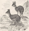 UNGULATES. Male & female klipspringer  1894 old antique vintage print picture