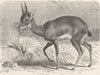 UNGULATES. The oribi 1894 old antique vintage print picture