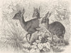 UNGULATES. The Duikerbok 1894 old antique vintage print picture