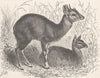 ANIMALS. Male & female 4-horned antelopes  1894 old antique print picture