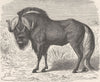 UNGULATES. White-tailed wildebeest  1894 old antique vintage print picture