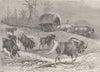 UNGULATES. White-tailed wildebeests & wagon 1894 old antique print picture