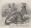 UNGULATES. Hartebeest 1894 old antique vintage print picture