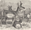 UNGULATES. Group of prongbuck 1894 old antique vintage print picture