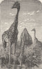 ANIMALS. Giraffes at a pool 1894 old antique vintage print picture