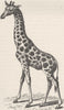 SOUTH AFRICA. South African giraffe 1894 old antique vintage print picture