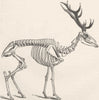 DEER. Skeleton of male red deer 1894 old antique vintage print picture