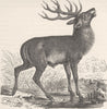 DEER. Red deer at a pool 1894 old antique vintage print picture