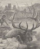 UNGULATES. Wapiti chased by wolves 1894 old antique vintage print picture
