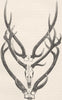 INDIA. Indian spotted deer antlers, swamp-sambar 1894 old antique print