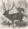 UNGULATES. The sambar 1894 old antique vintage print picture