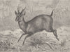 INDIA. The Indian muntjac 1894 old antique vintage print picture