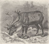 ANIMALS. Reindeer 1894 old antique vintage print picture