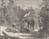 MOOSE. A moose-yard 1894 old antique vintage print picture