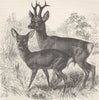 DEER. Male and female roe deer 1894 old antique vintage print picture
