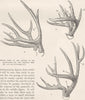 DEER. Profile Antlers of marsh- Virginian & mule- 1894 old antique print