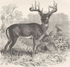 DEER. Virginian deer 1894 old antique vintage print picture