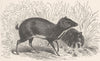 UNGULATES. Smaller Malayan chevrotain  1894 old antique vintage print picture
