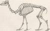 CAMELS. Skeleton of Arabian camel 1894 old antique vintage print picture