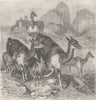 UNGULATES. A drove of Vicunias 1894 old antique vintage print picture