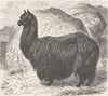 UNGULATES. The alpaca 1894 old antique vintage print picture