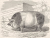 PIGS. Harrison pig 1894 old antique vintage print picture