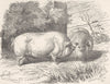 PIGS. Dwarf Chinese pig 1894 old antique vintage print picture