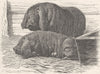 JAPAN. Masked Japanese pig 1894 old antique vintage print picture