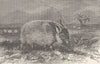 PIGS. The red bush-pig 1894 old antique vintage print picture