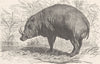 UNGULATES. The babirusa 1894 old antique vintage print picture