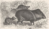 UNGULATES. Collared peccary & young  1894 old antique vintage print picture