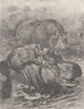 FAMILY. A family party of hippopotami 1894 old antique vintage print picture