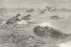 HIPPOS. Hippopotami at home 1894 old antique vintage print picture