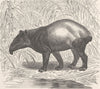 UNGULATES. The Malayan tapir 1894 old antique vintage print picture