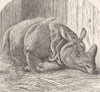 INDIA. Gt Indian rhinoceros in zoo 1894 old antique vintage print picture