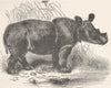RHINOS. The Sumatran rhinoceros 1894 old antique vintage print picture