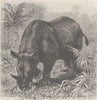 RHINOS. Common African rhinoceros 1894 old antique vintage print picture