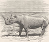 RHINOS. Burchell's rhinoceros 1894 old antique vintage print picture