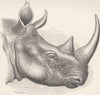 RHINOS. Head of Burchell's rhinoceros-After Sclater 1894 old antique print