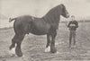 HORSES. Shire stallion(Mars Victor) 1894 old antique vintage print picture