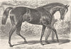 YORKS. English race-horse(Doncaster) 1894 old antique vintage print picture